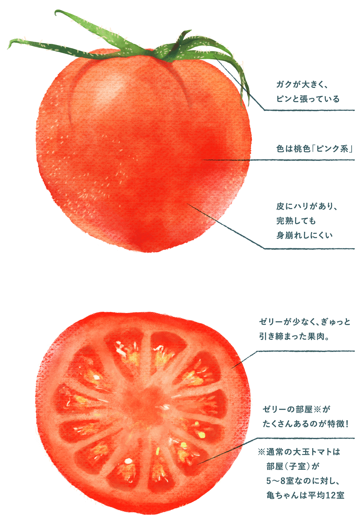 亀ちゃんトマト