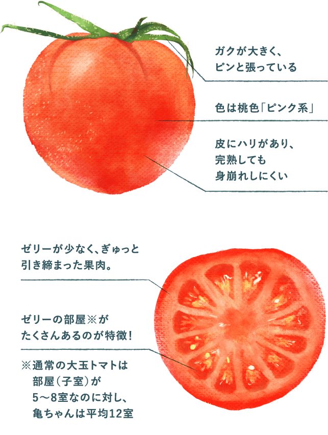 亀ちゃんトマト